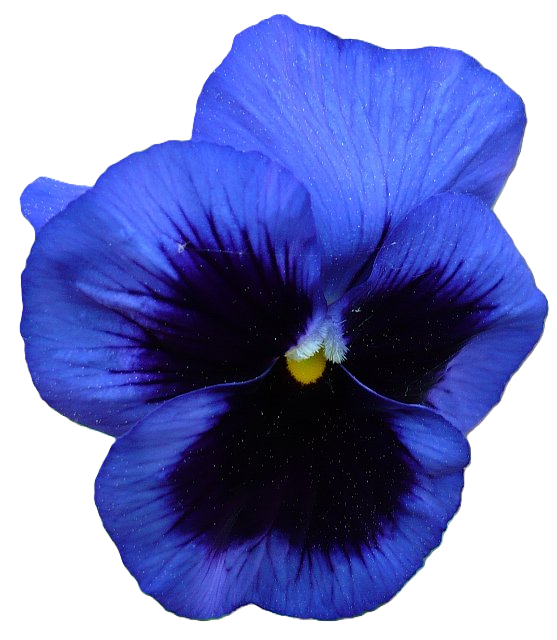 Obraz pomocniczny